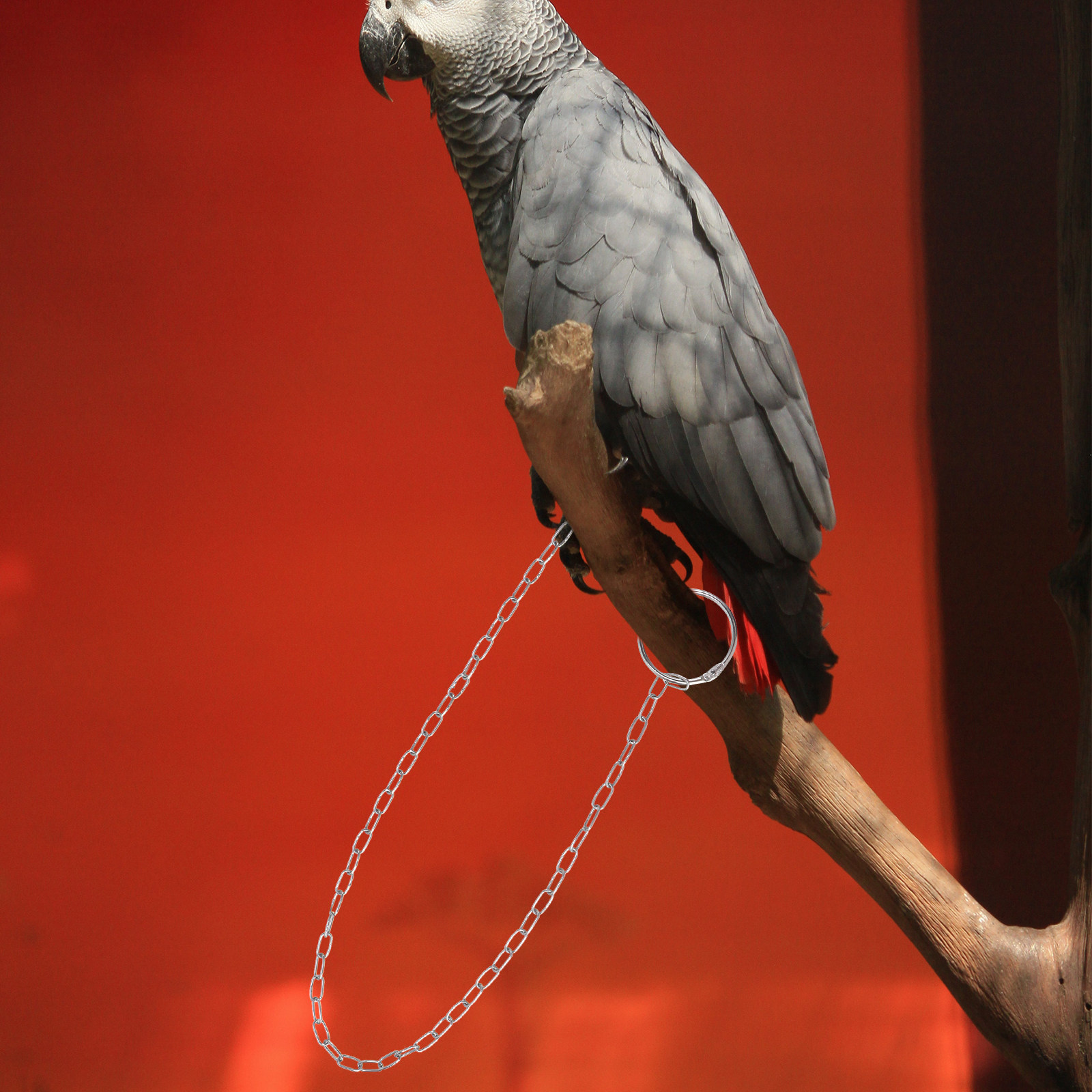 1Pcs Stainless Steel Birds Ank - Anklet Foot Chain 评论和价格